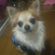 ここの