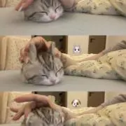 梅ちゃんの画像
