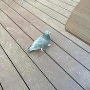 ハトの画像