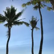 ちゅるりんの画像