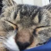 hiroki