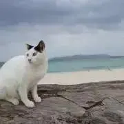 あかねこの画像