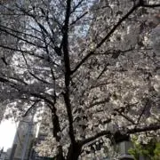 Hannvyの画像