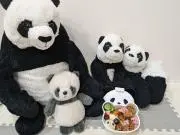 pandaの画像