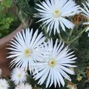 Sの画像