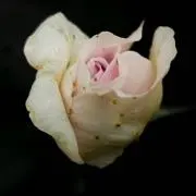 もの