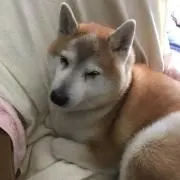 モモちゃんの画像