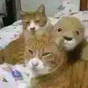 ひまわりの画像