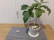 日光の画像