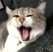 ミミニャンの画像