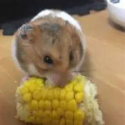 RINの画像