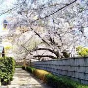 桜⭐︎プロフみてください