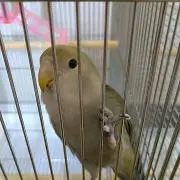 さくら☆プロフィール読んでください。の画像