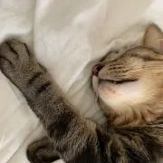 ゆかりの画像