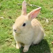 うさぎの画像