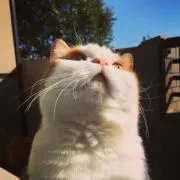 mroの画像