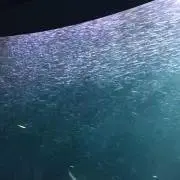 唯の画像