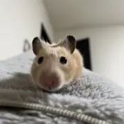 きなこ