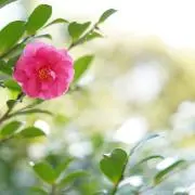 ゆきこの画像