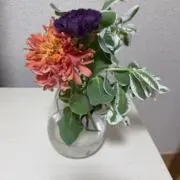 dancing pigの画像