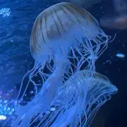 (o^^o)の画像