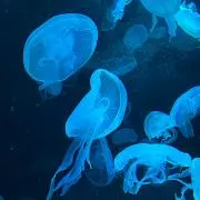 麗　【即購入ok】の画像