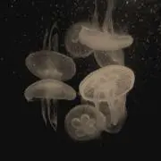 ゅの画像