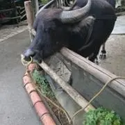 こた