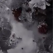 パラの画像
