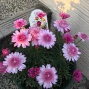 タマちゃんの画像