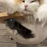 なぁの画像
