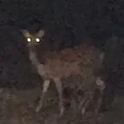 Roxxの画像