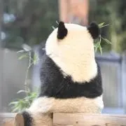 ぱんだもどきの画像