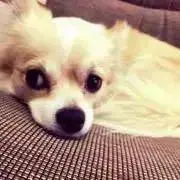 鞘華＠【プロフィール一読をお願いします】の画像