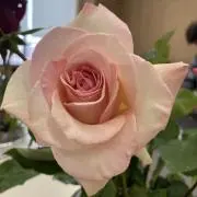めるるの画像