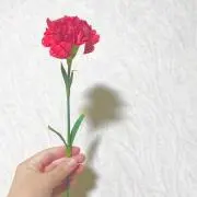 ひまわりの画像