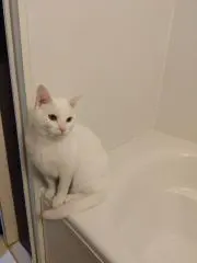 白ねこ.の画像