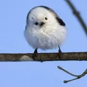 ほっしー