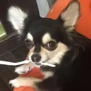 チャチャ