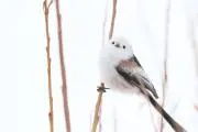 おもちもちもちの画像