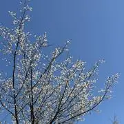 はるの画像