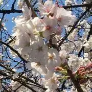 どれみ⭐︎匿名配送⭐︎SALE開催中の画像