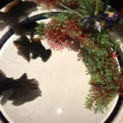 Ｍiniroguの画像