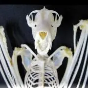 高品質　レア　オナガチンチラ 頭骨 高品質 レア オナガチンチラ 頭骨 - メルカリ