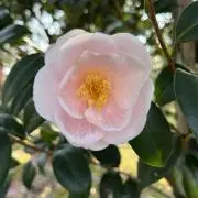 ゆか　お値下げおまとめ値引きOK❣️の画像