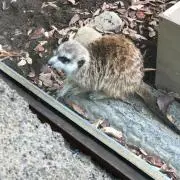 Cocoaの画像