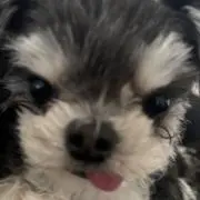マカオの画像