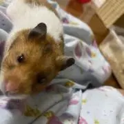かずのすけの画像