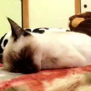 Miiiの画像