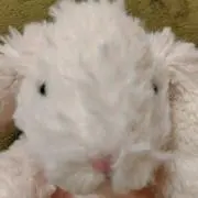 花水木の画像